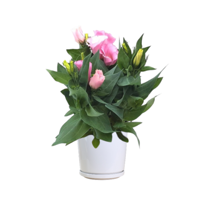 Lisianthus Carmen Rose